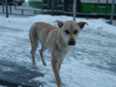 Житель Березовки получил компенсацию за укус бродячей собаки