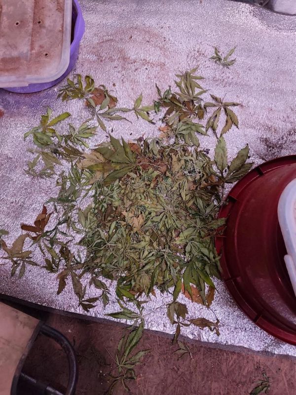 Сотрудники Управления по контролю за оборотом наркотиков ГУ МВД России по Красноярскому задержали двоих «наркокондитеров»