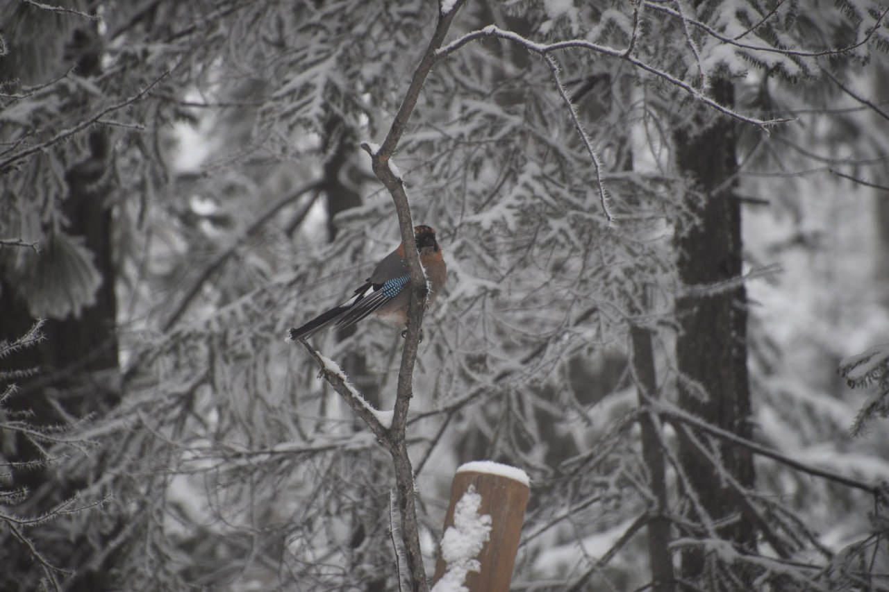 Доброе утро, друзья! Врываемся в зиму Доброе утро, друзья! Врываемся в зиму