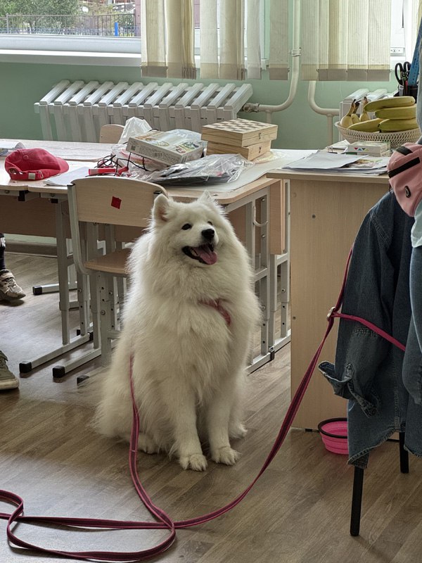 Знакомьтесь, это «учитель» Сараби