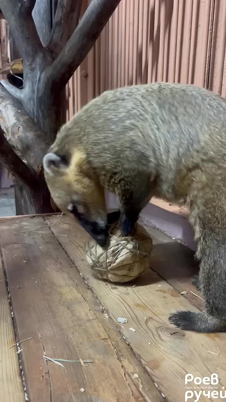 А ваш вечер проходит так же активно, как у носухи Геры из красноярского парка "Роев ручей"?