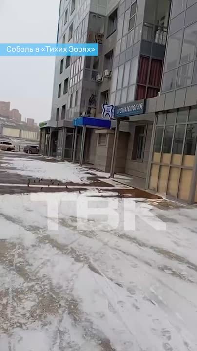 Соболь разгуливает у подъездов в «Тихих Зорях»