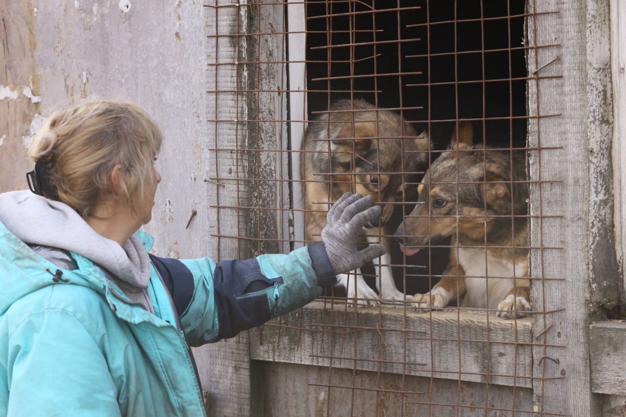 Красноярка Ирина Баринова заботится о 60 собаках