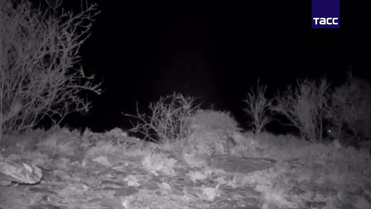 Число снежных барсов в Саяно-Шушенском заповеднике Красноярского края достигло 17 особей — это рекордное значение за весь период наблюдений