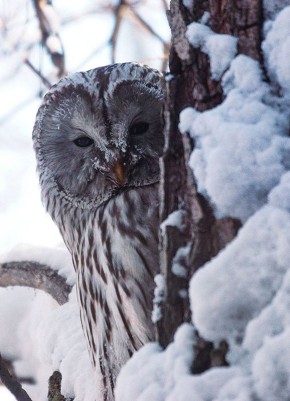 Доброе утро. Фото: Саяно-Шушенский заповедник ТВК