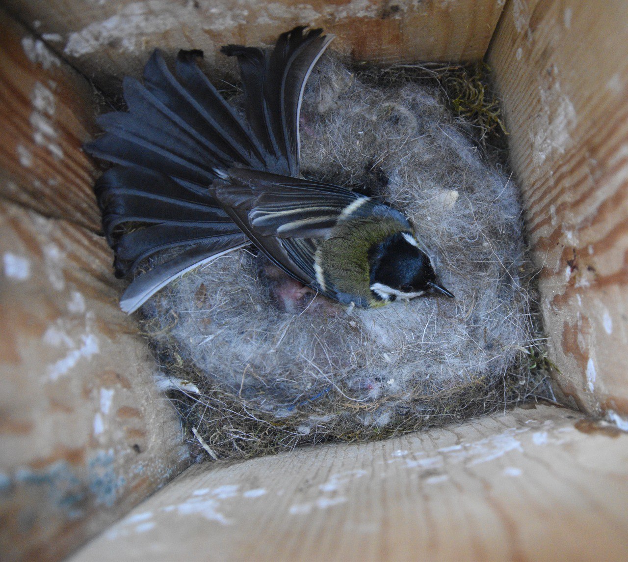 На «Столбах» показали заботливых синичек На «Столбах» показали заботливых синичек