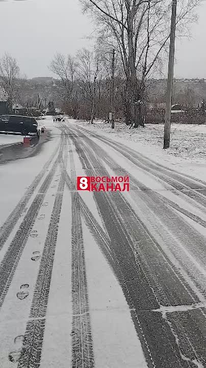 Сотрудники Красноярского речпорта вынуждены ежедневно рисковать здоровьем из-за стаи бродячих собак