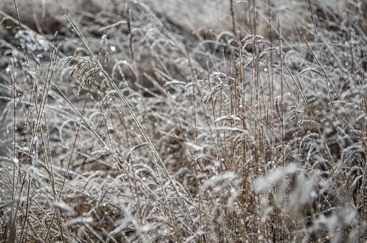 Ноябрь удивляет красноярцев «плюсом» и дождем