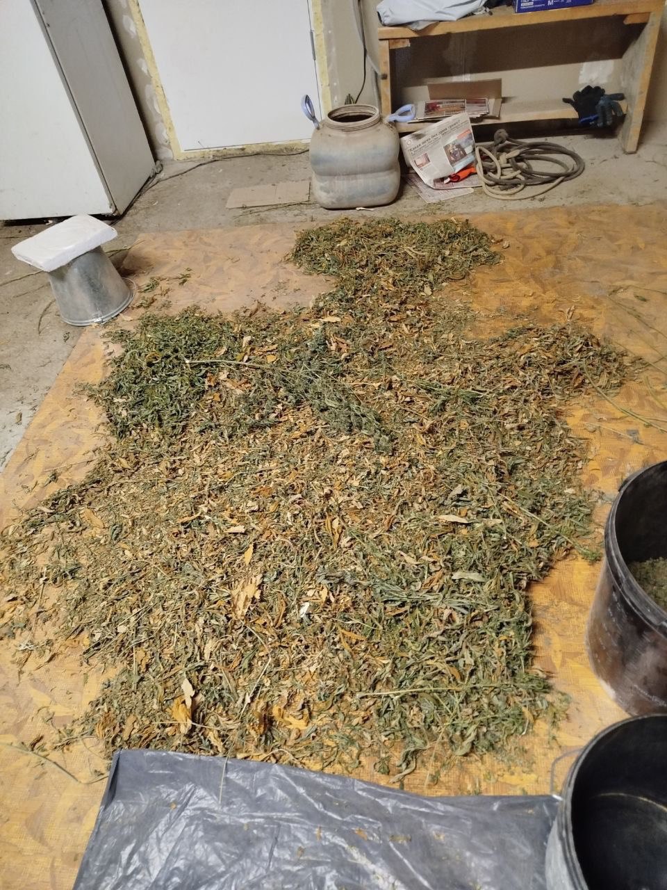 Житель Красноярского края, хранивший более 37 кг конопли и марихуаны, стал фигурантом уголовного дела Житель Красноярского края, хранивший более 37 кг конопли и марихуаны, стал фигурантом уголовного дела