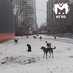 Огромная стая собак уже год не даёт сотрудникам "Речпорта" ходить на работу