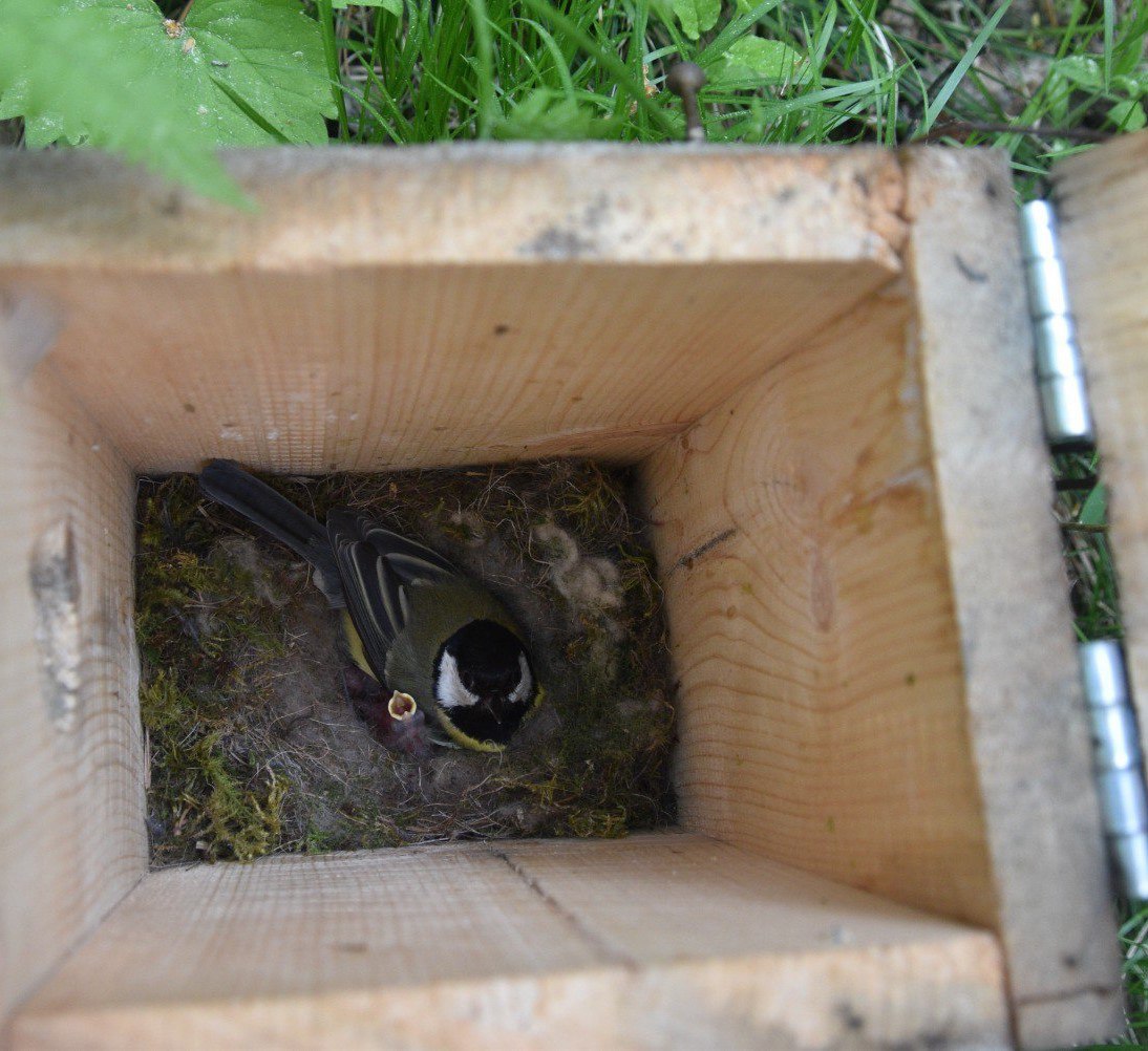 На «Столбах» показали заботливых синичек На «Столбах» показали заботливых синичек