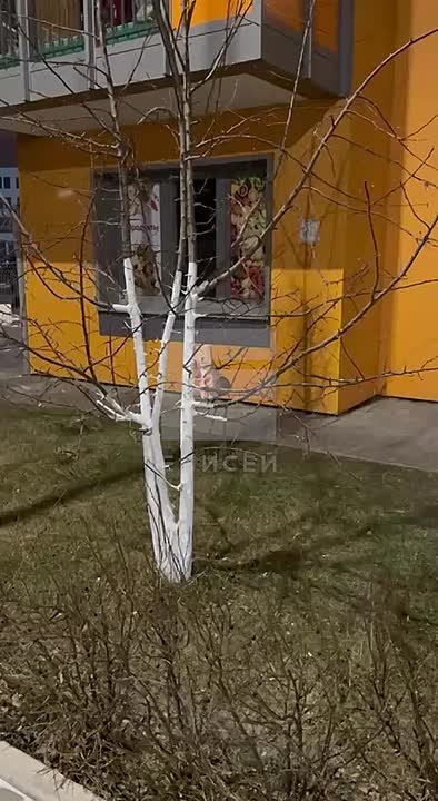 Крыса оккупировала птичью кормушку в Красноярске