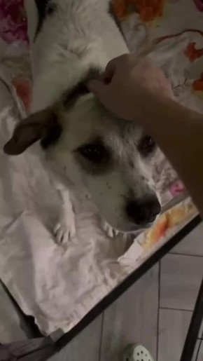 Грабителей, изрубивших сторожевую собаку в Красноярске, отправили домой