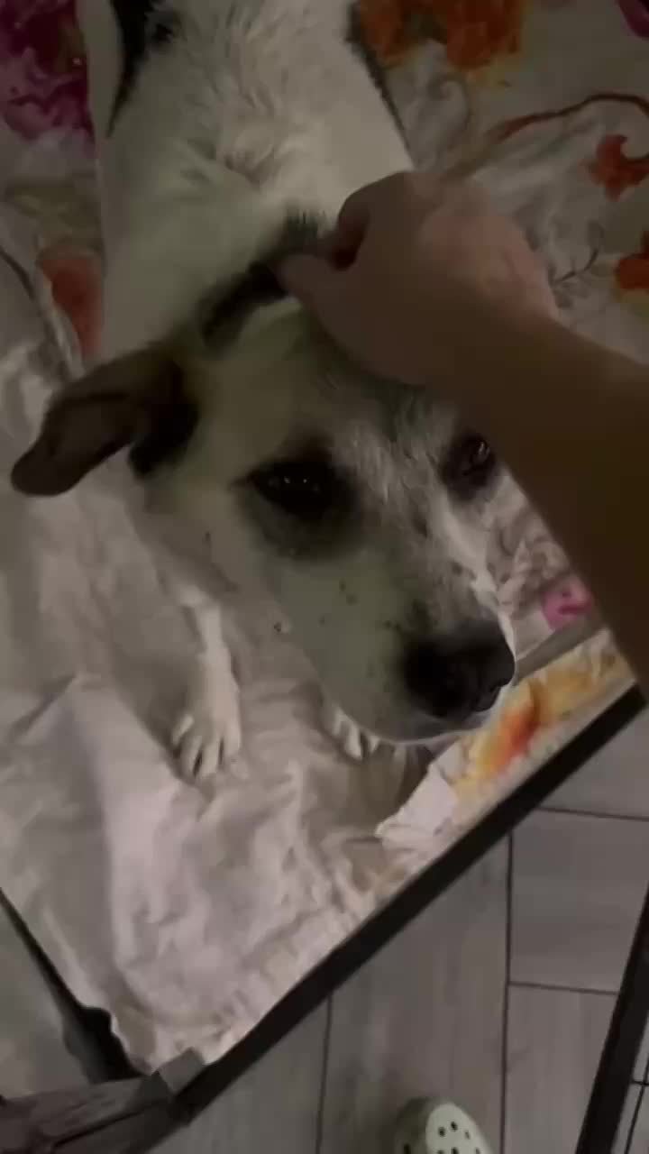 Грабителей, изрубивших сторожевую собаку в Красноярске, отправили домой