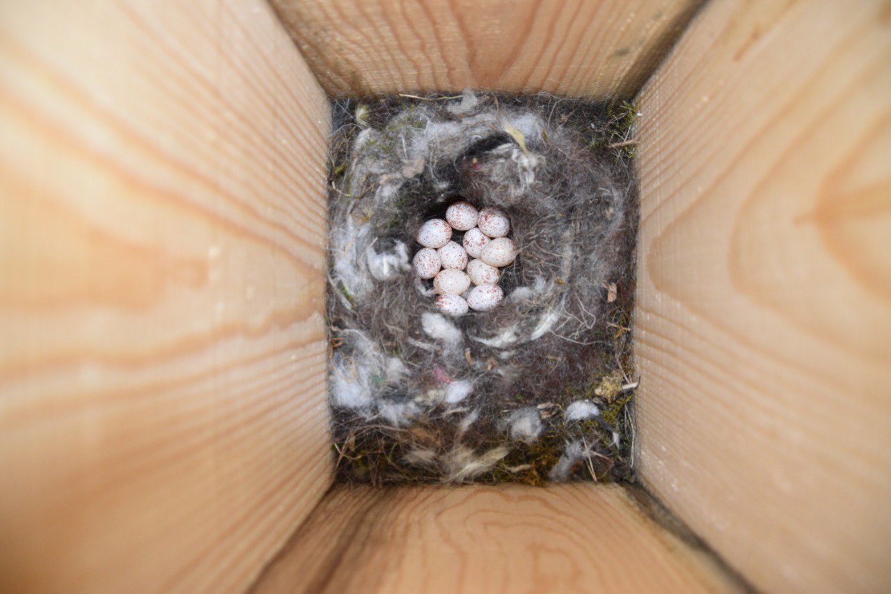 На «Столбах» показали заботливых синичек На «Столбах» показали заботливых синичек