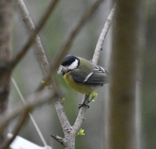 На «Столбах» показали заботливых синичек