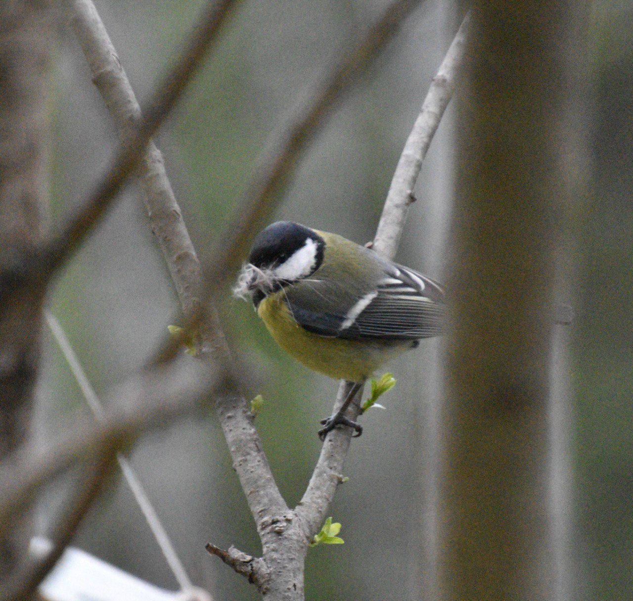 На «Столбах» показали заботливых синичек