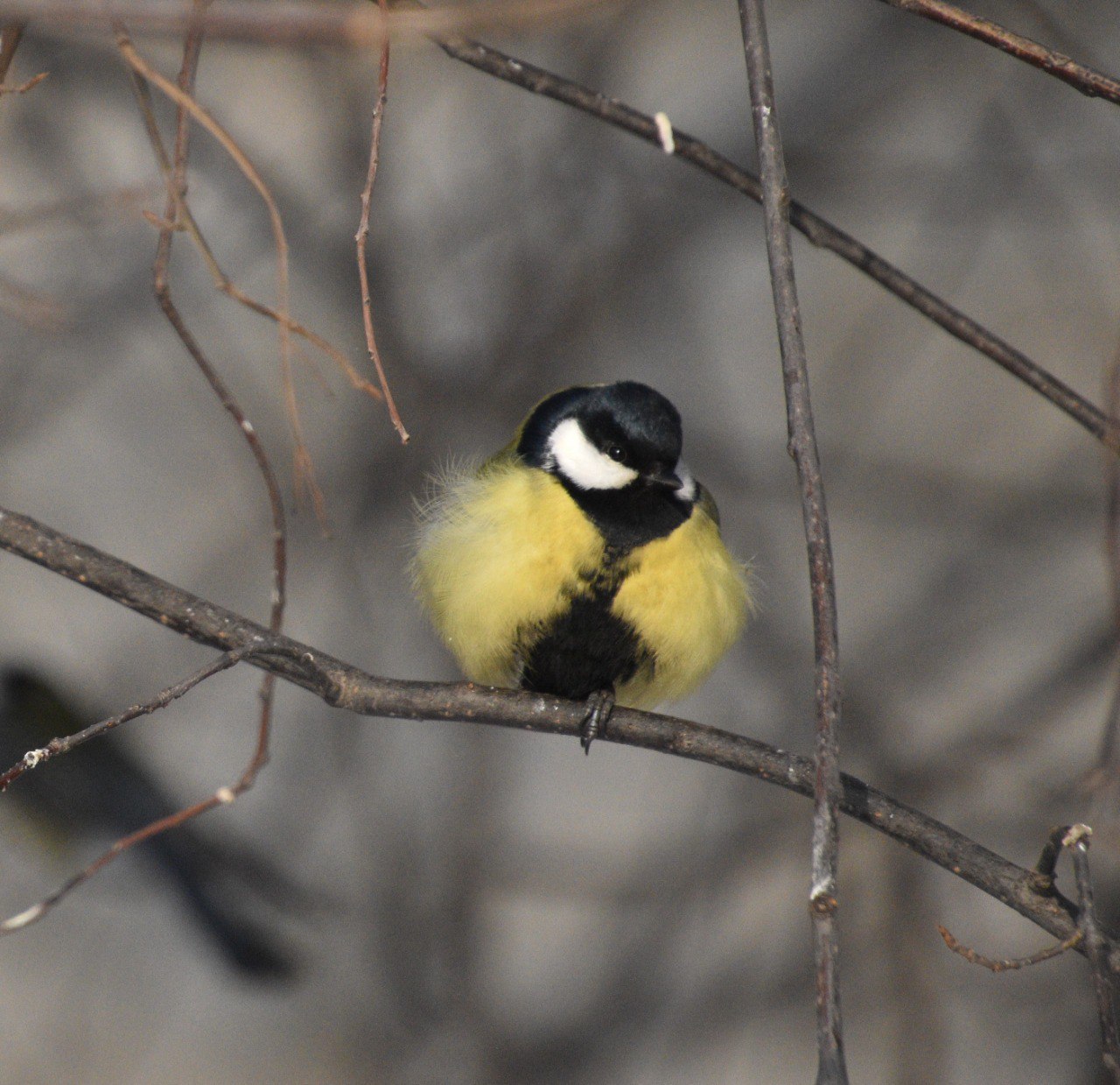 На «Столбах» показали заботливых синичек На «Столбах» показали заботливых синичек