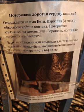 Пропала кошка!. Такое объявление увидели в «Белых росах»