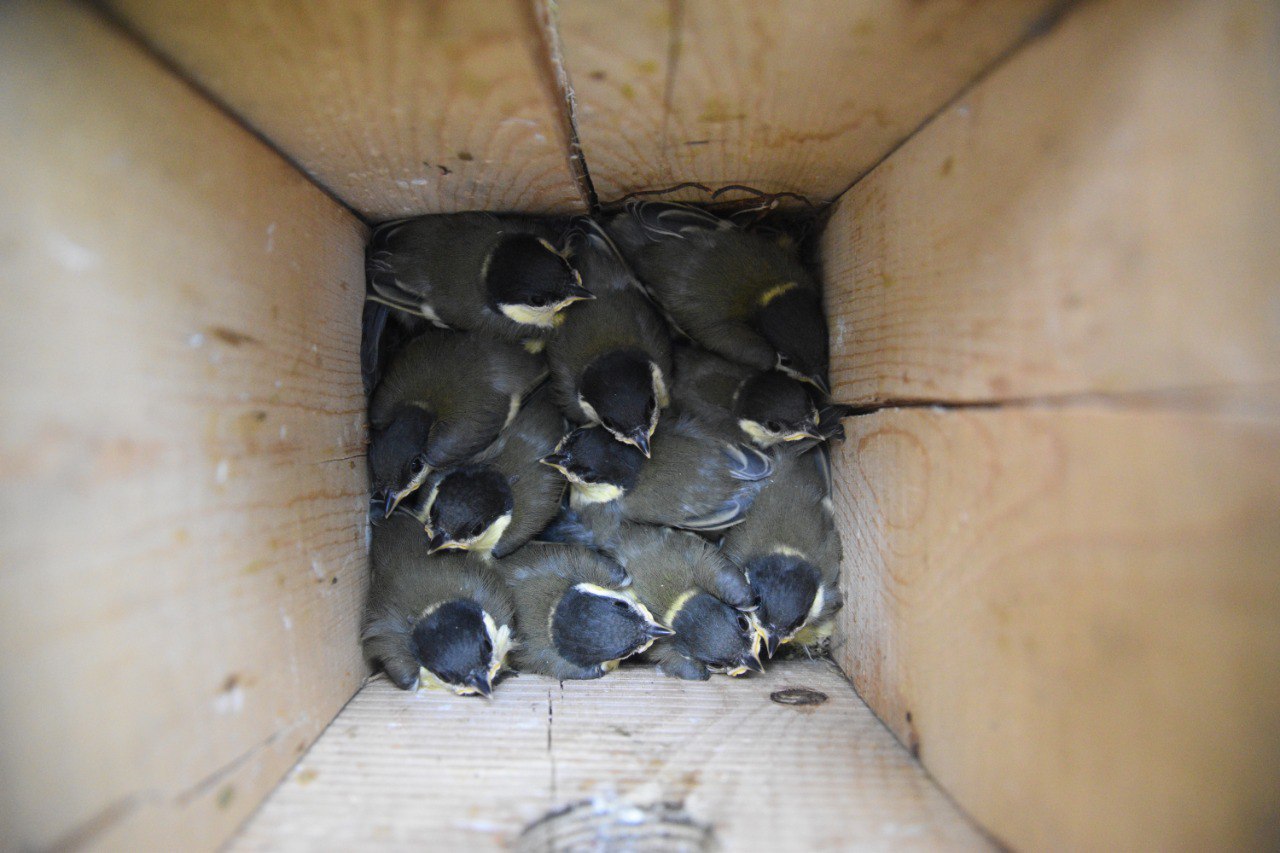 На «Столбах» показали заботливых синичек На «Столбах» показали заботливых синичек