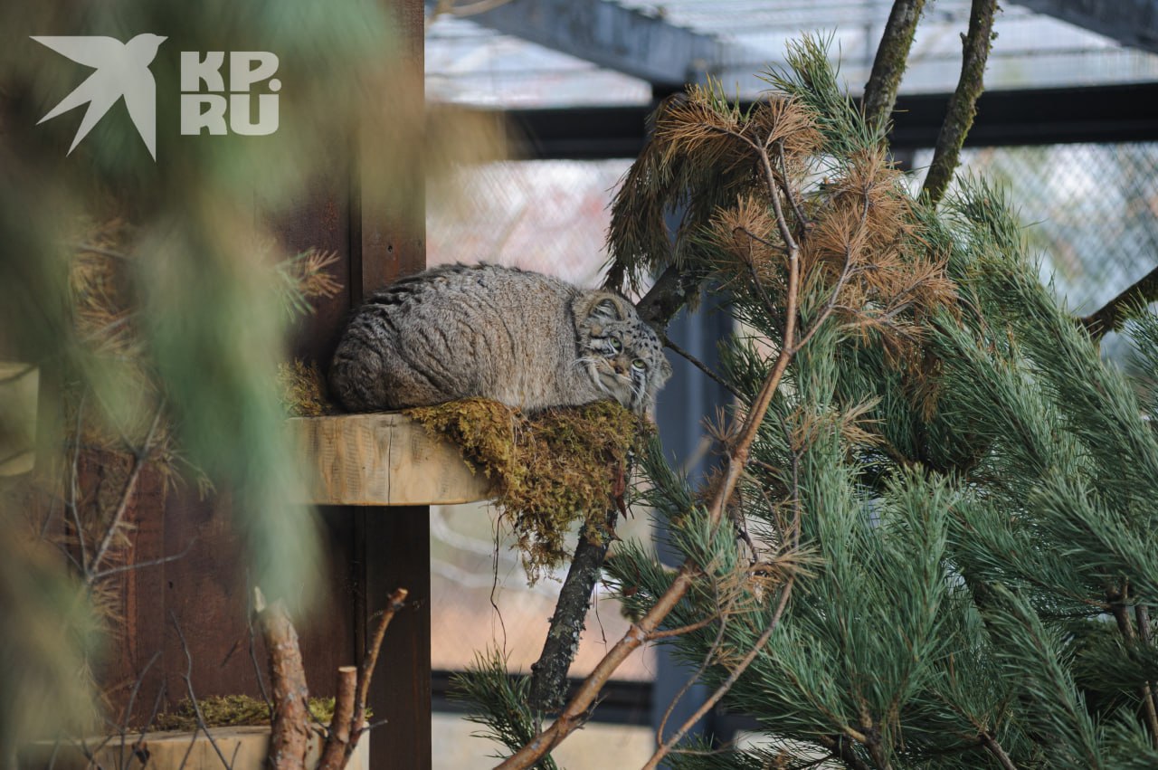 «Не зажировался – не Борис!» «Не зажировался – не Борис!»