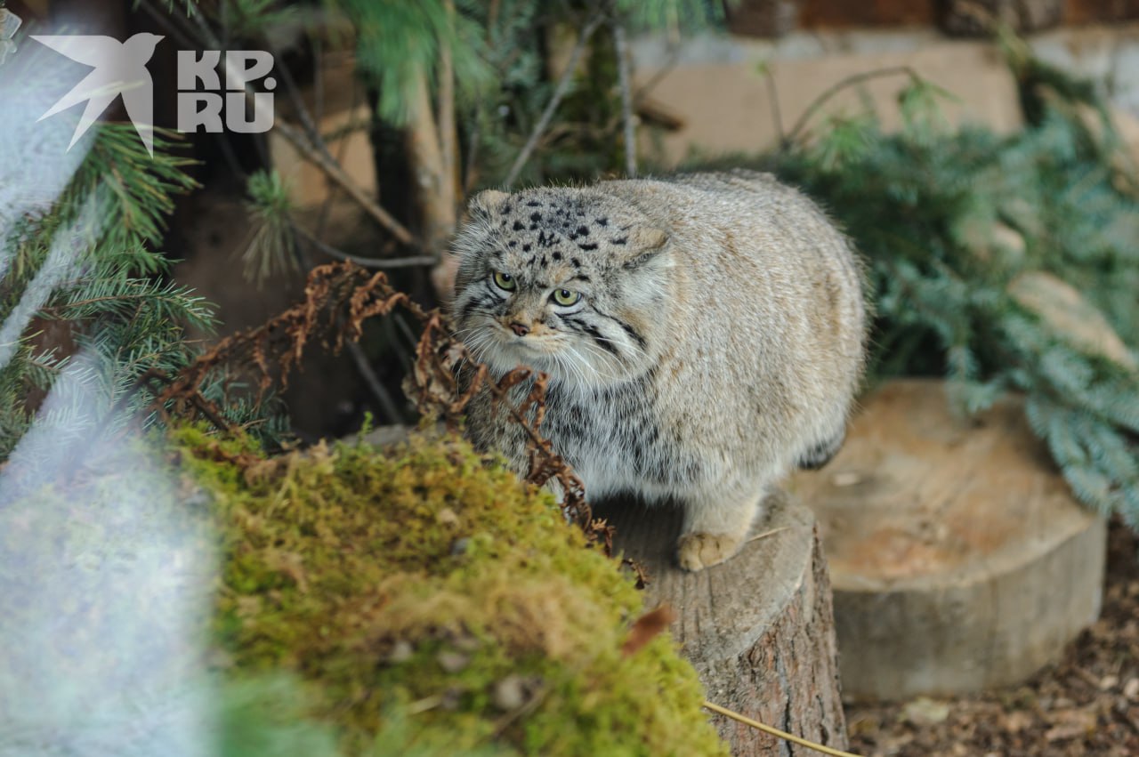 «Не зажировался – не Борис!» «Не зажировался – не Борис!»