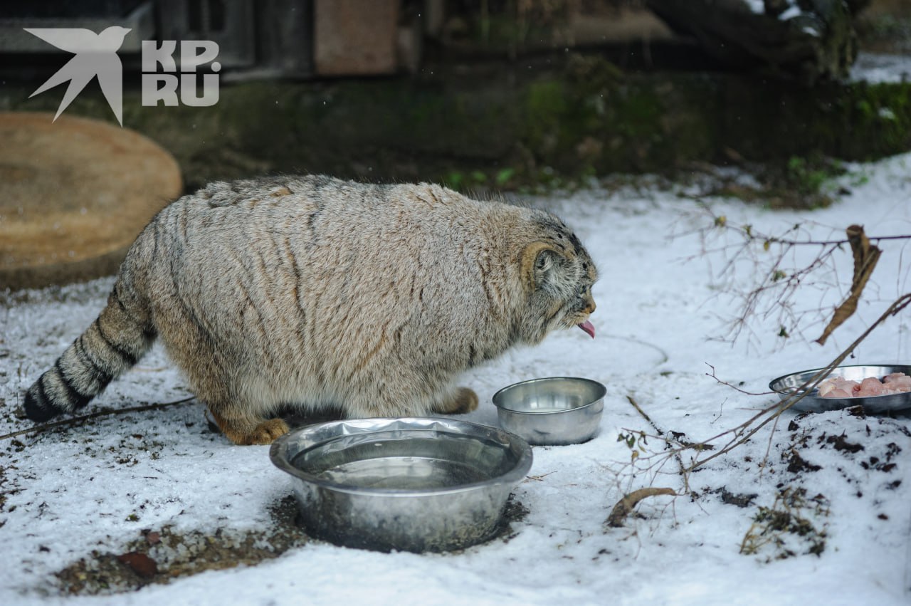 «Не зажировался – не Борис!» «Не зажировался – не Борис!»