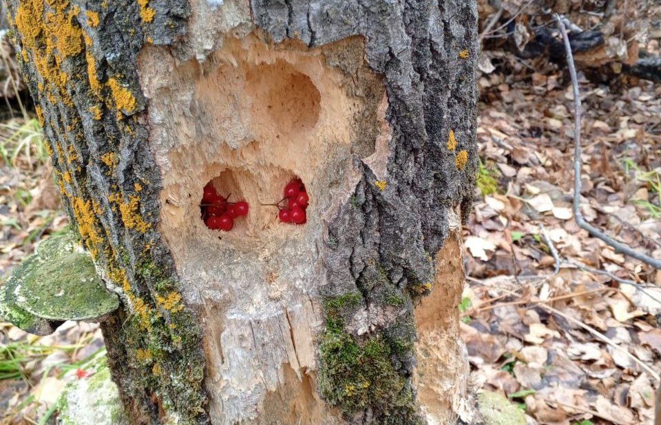 В лесу на юге Красноярского края нашли тайник с калиной
