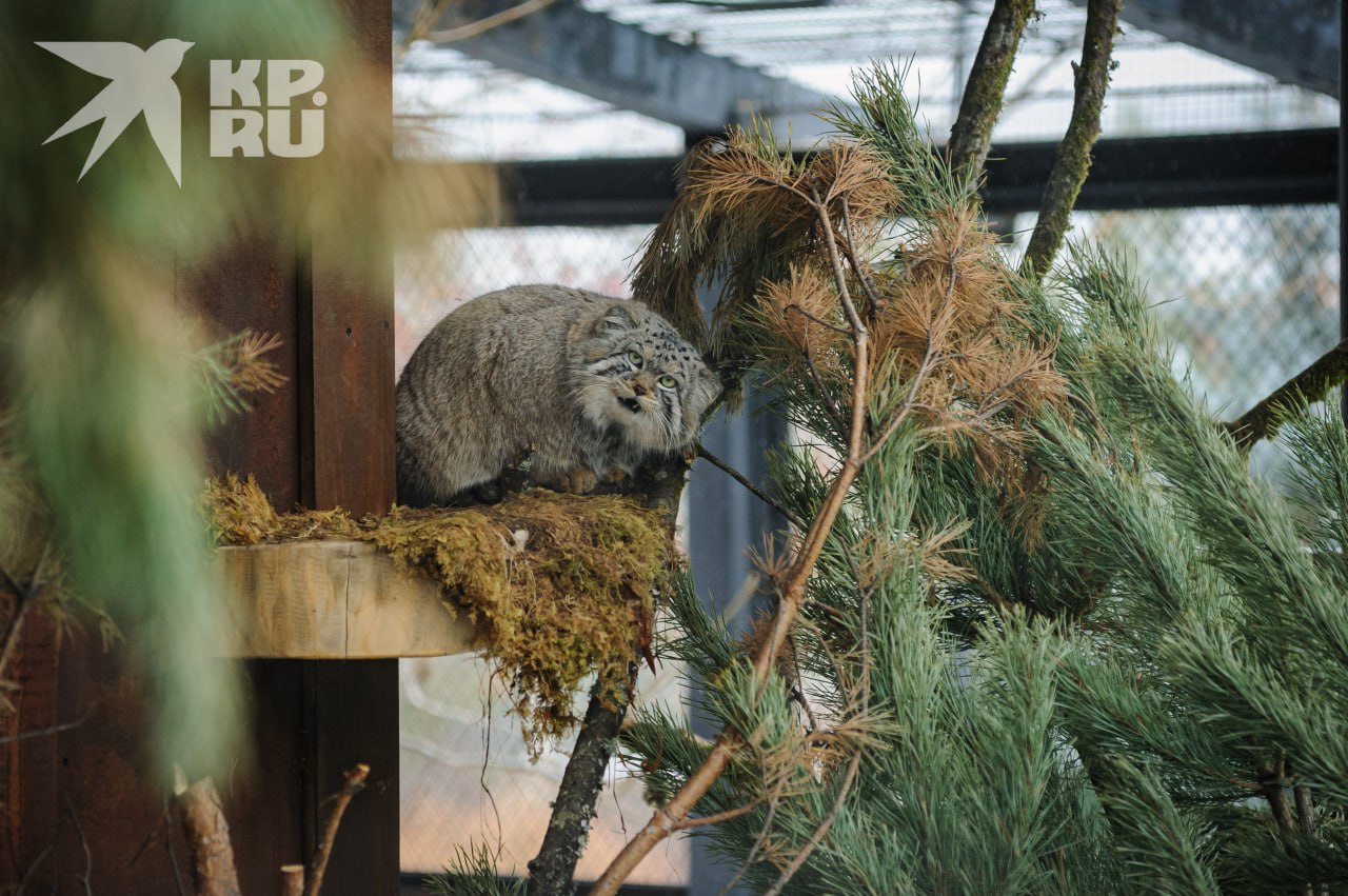 «Не зажировался – не Борис!» «Не зажировался – не Борис!»