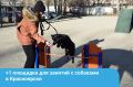 Ещё одну площадку для занятий с собаками обустроят в Красноярске