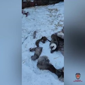 Жителю Балахтинского района вынесли приговор за незаконный отстрел косуль