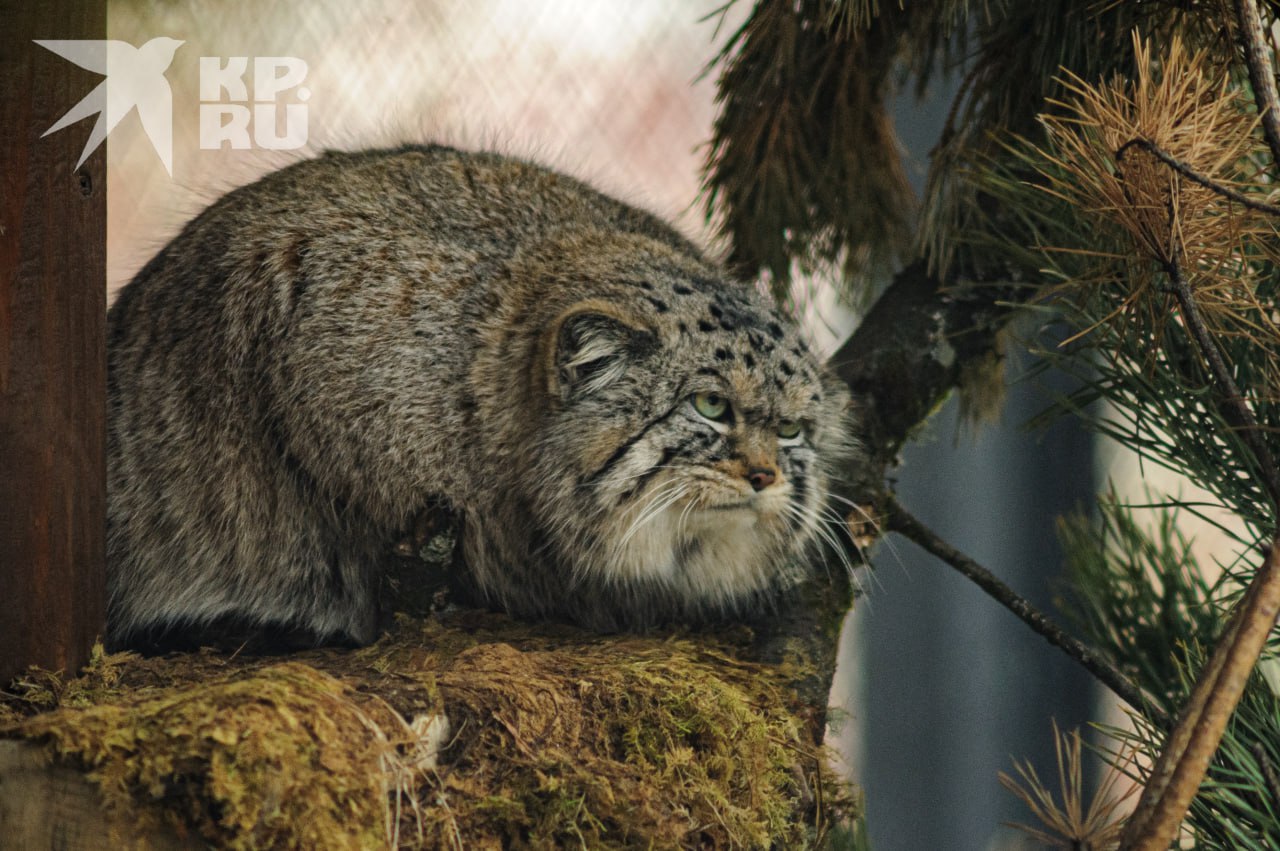 «Не зажировался – не Борис!»