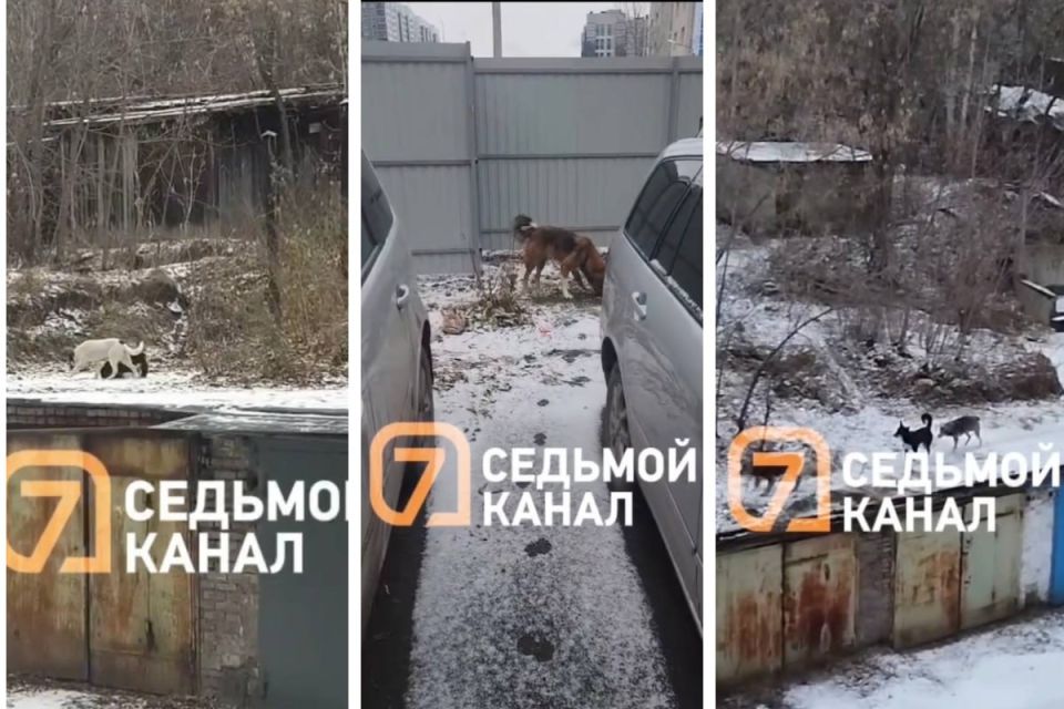 На Саянской бездомные собаки продолжают сбиваться в стаи и пугать местных жителей