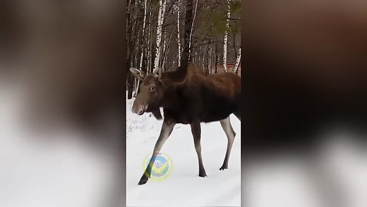 Лосиха встретила инспекторов в заказнике края