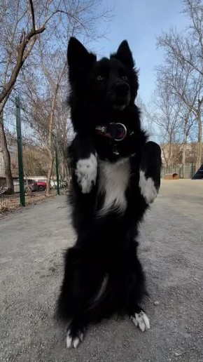 Контролер Диего «одобрил» площадку для собак на Матросова