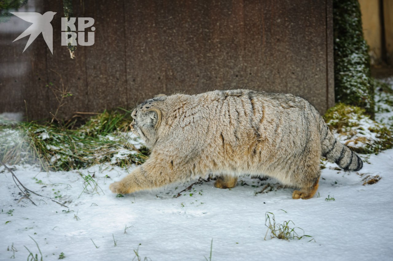 «Не зажировался – не Борис!» «Не зажировался – не Борис!»