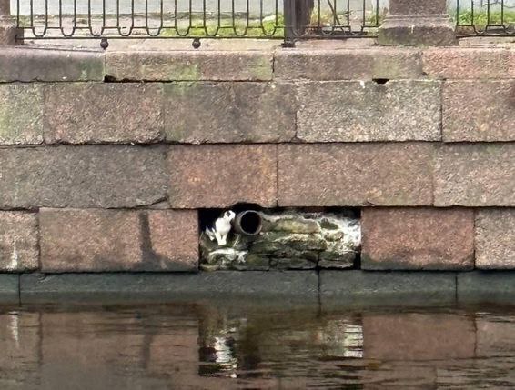 «Прости, дружище. Сейчас освобожу»: в Санкт-Петербурге волонтеры спасли кота, застрявшего в конструкции набережной канала Грибоедова «Прости, дружище. Сейчас освобожу»: в Санкт-Петербурге волонтеры спасли кота, застрявшего в конструкции набережной канала Грибоедова