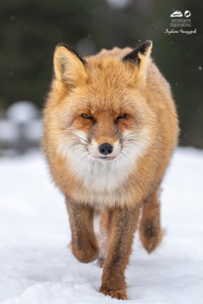 Рыжий привет от пушистой красотки