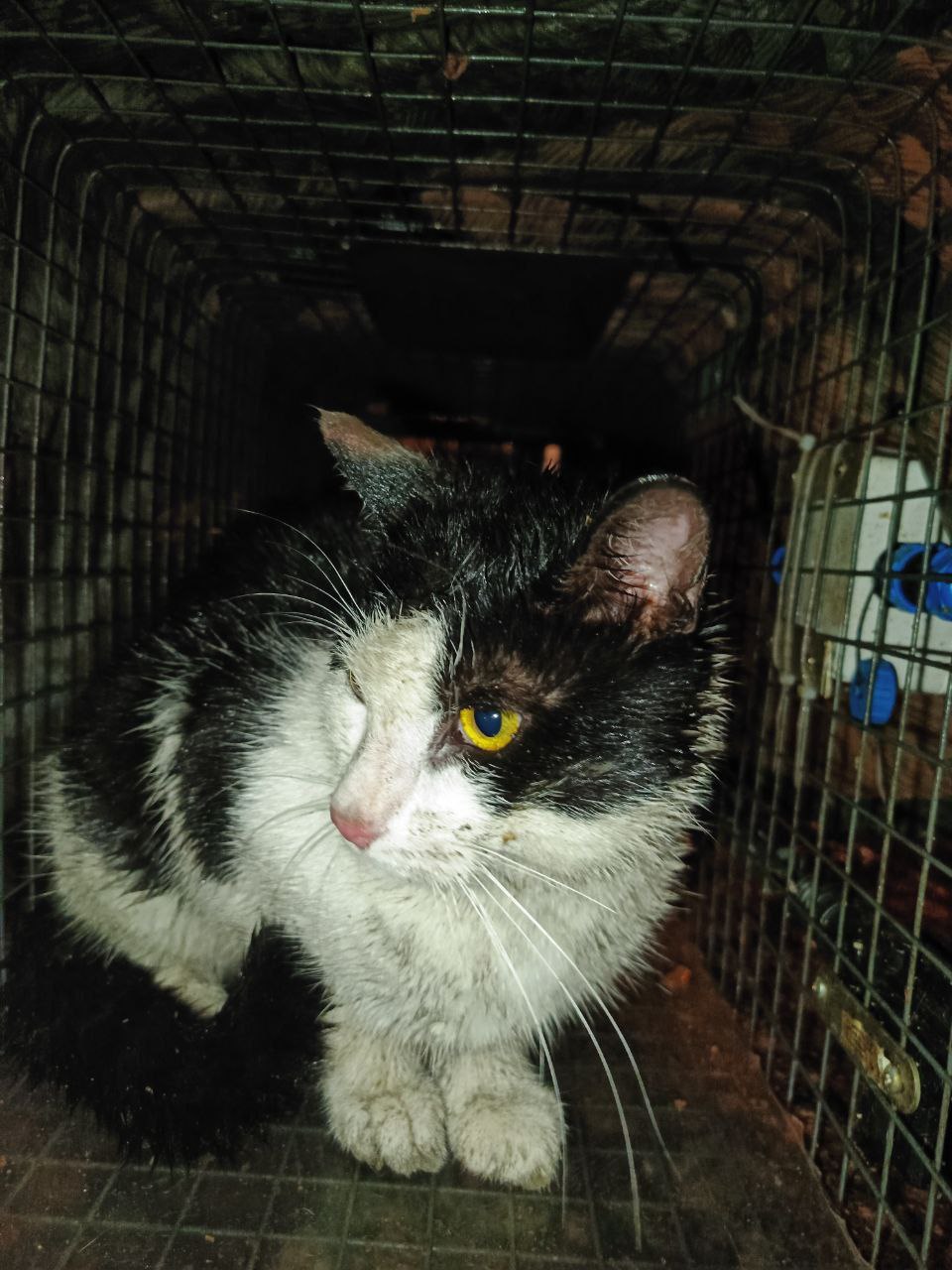 «Прости, дружище. Сейчас освобожу»: в Санкт-Петербурге волонтеры спасли кота, застрявшего в конструкции набережной канала Грибоедова «Прости, дружище. Сейчас освобожу»: в Санкт-Петербурге волонтеры спасли кота, застрявшего в конструкции набережной канала Грибоедова