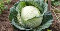 Как защитить капусту от вредителей: эффективные методы и советы