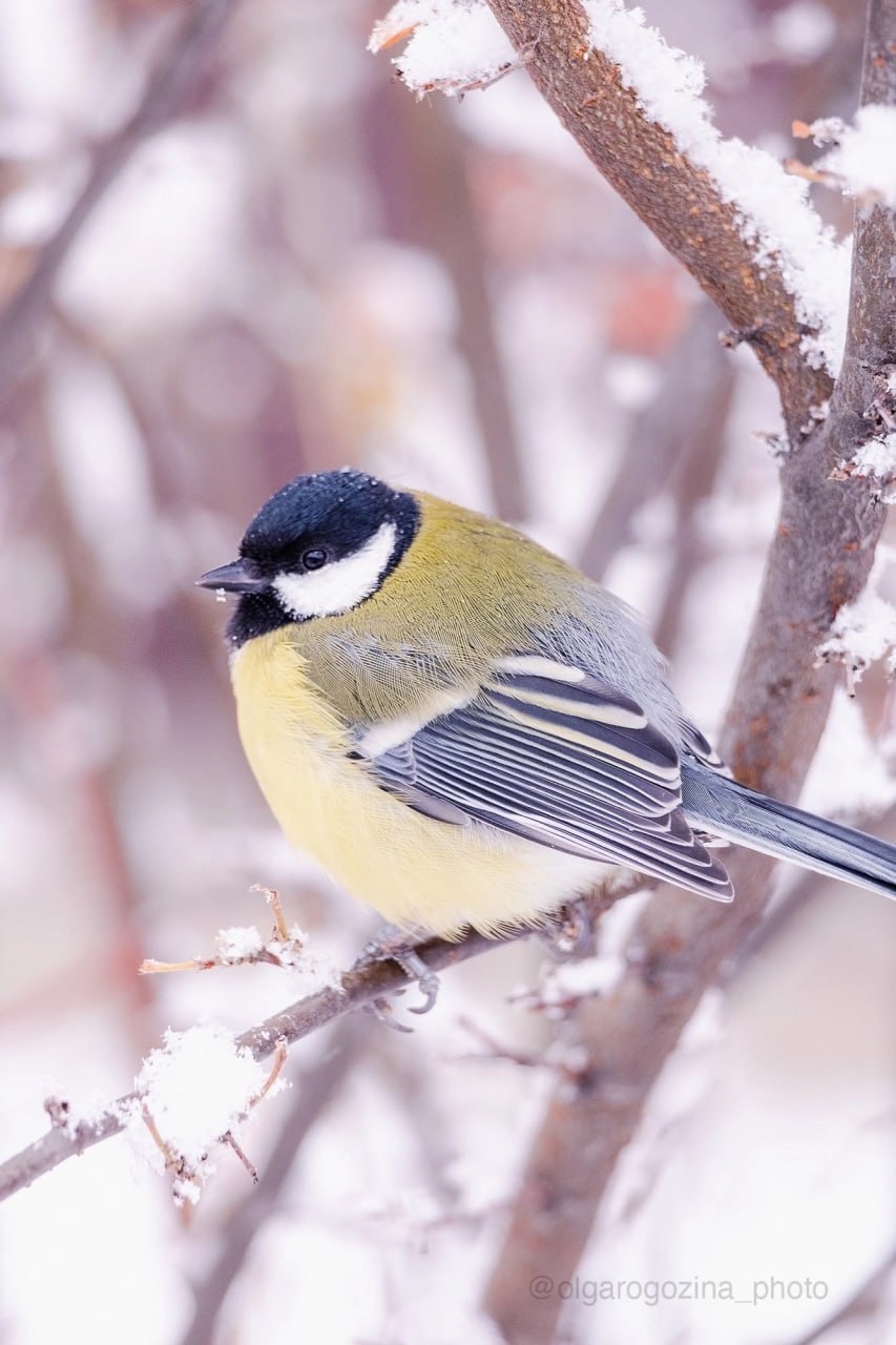 Из -17°C в -2°C: перепады температур прогнозируют на выходных в Красноярске