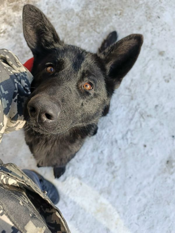 Кажется, пришло время для снежных фотографий питомцев