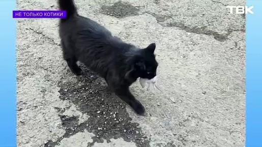 Пушистая сотрудница пожарной части кошка Маша