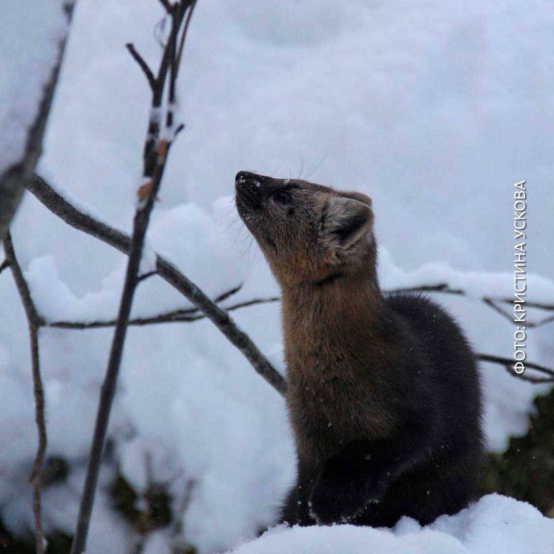Сфоткай, типа я соболь, который позирует на Красноярских столбах