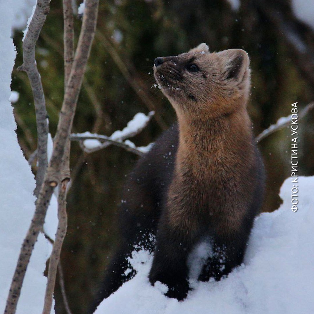 Сфоткай, типа я соболь, который позирует на Красноярских столбах Сфоткай, типа я соболь, который позирует на Красноярских столбах