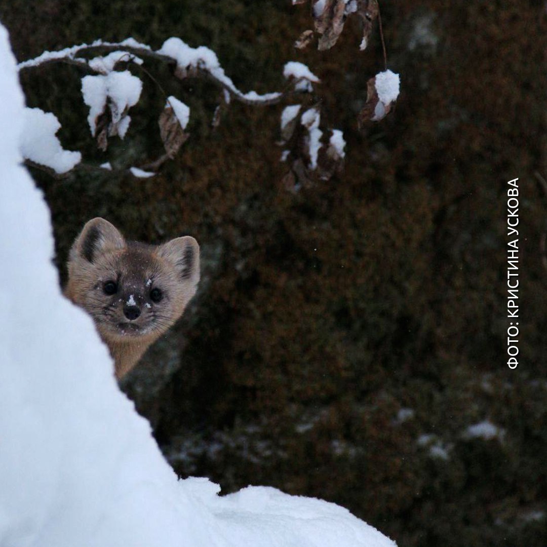 Сфоткай, типа я соболь, который позирует на Красноярских столбах Сфоткай, типа я соболь, который позирует на Красноярских столбах