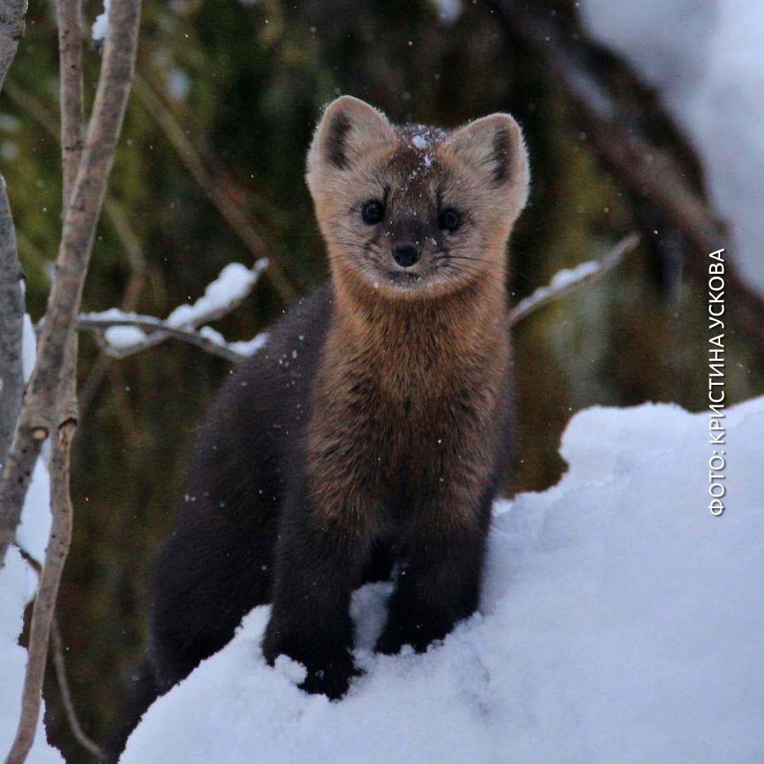 Сфоткай, типа я соболь, который позирует на Красноярских столбах Сфоткай, типа я соболь, который позирует на Красноярских столбах