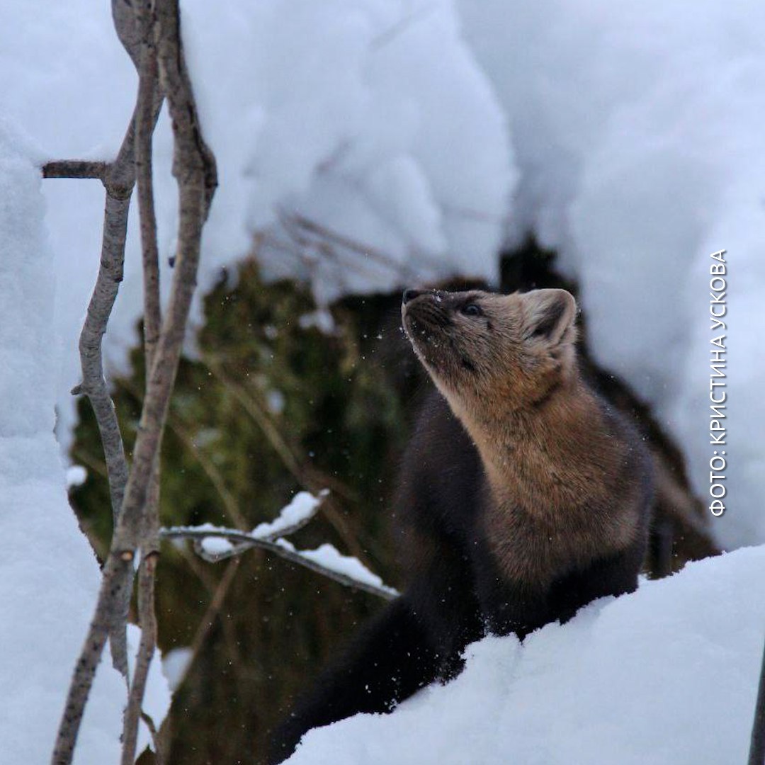 Сфоткай, типа я соболь, который позирует на Красноярских столбах Сфоткай, типа я соболь, который позирует на Красноярских столбах