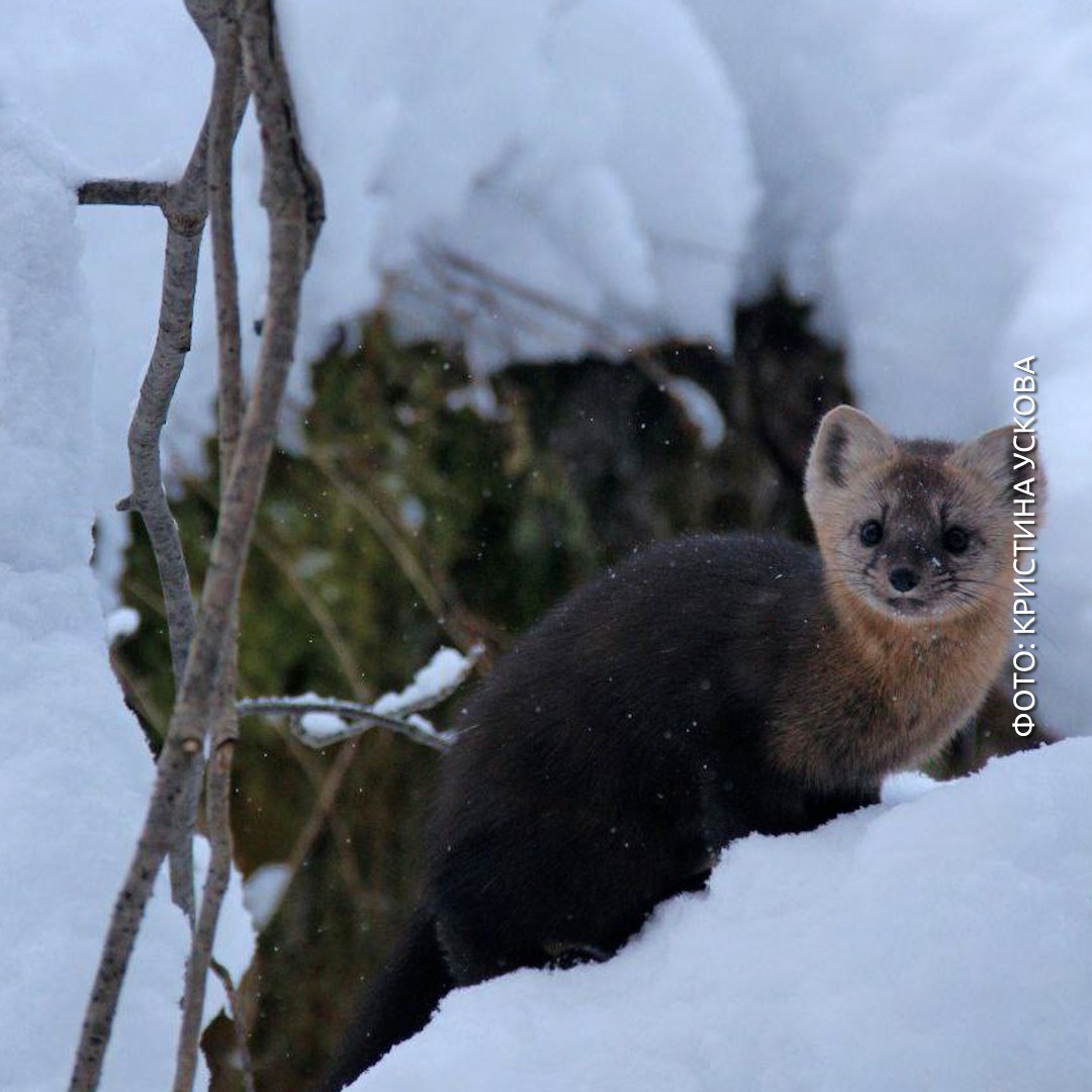 Сфоткай, типа я соболь, который позирует на Красноярских столбах Сфоткай, типа я соболь, который позирует на Красноярских столбах