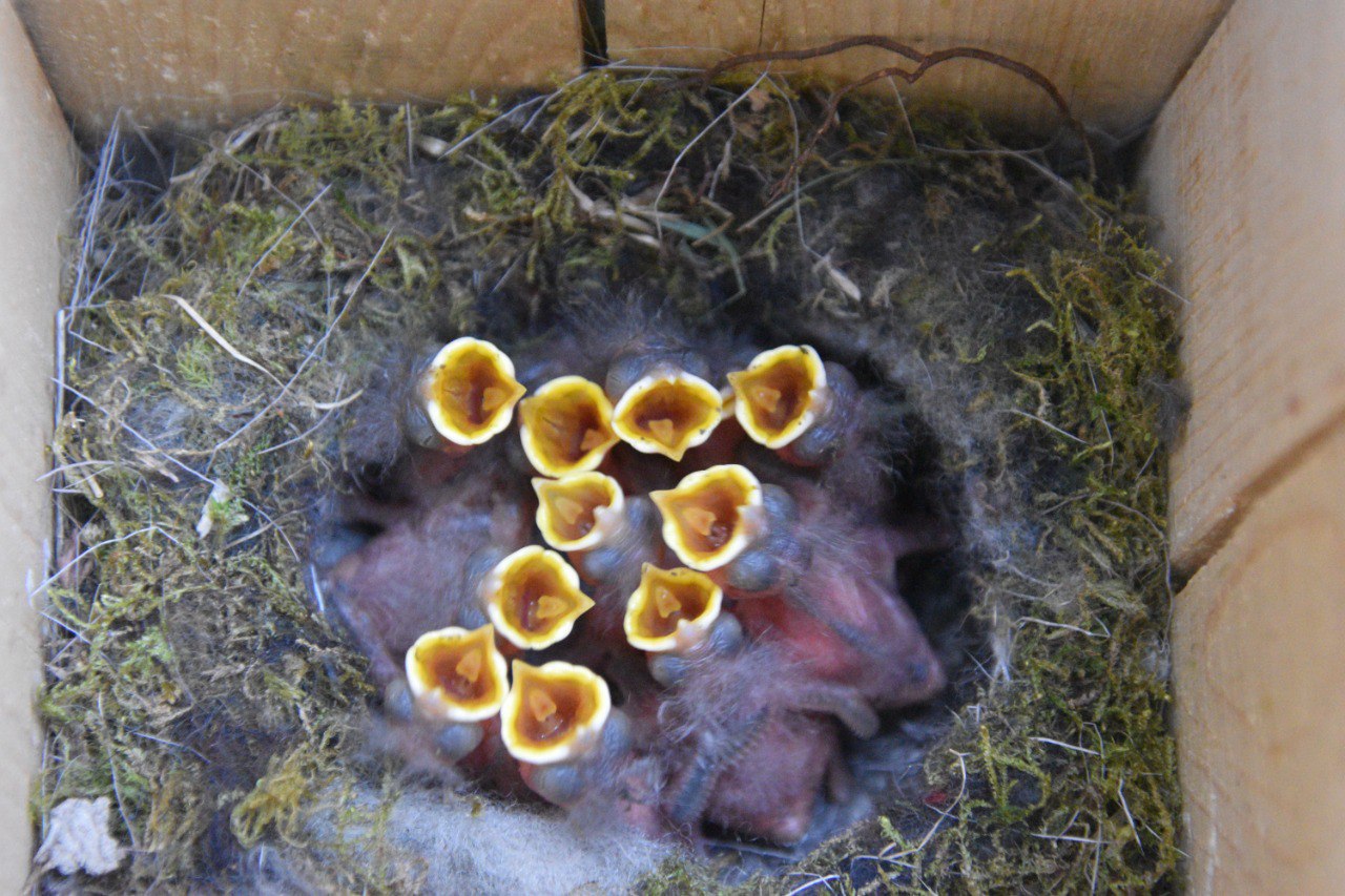 Не забывайте про синичек, друзья! Ноябрь время, когда в каждом дворе города должны появиться кормушки для птиц